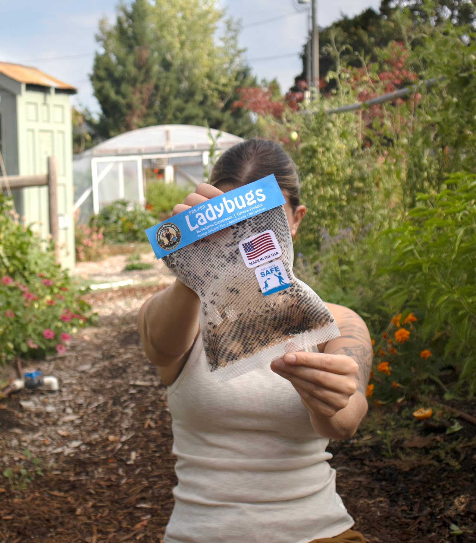 Live Ladybugs - Guaranteed Live Delivery