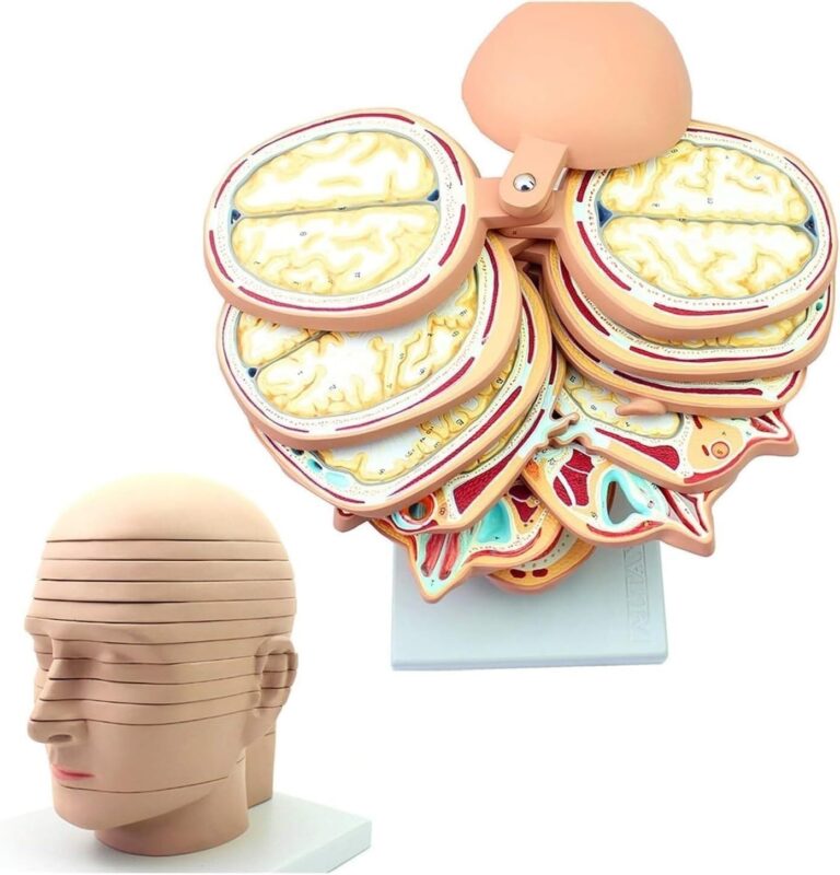 Human Head & Brain Anatomy Model