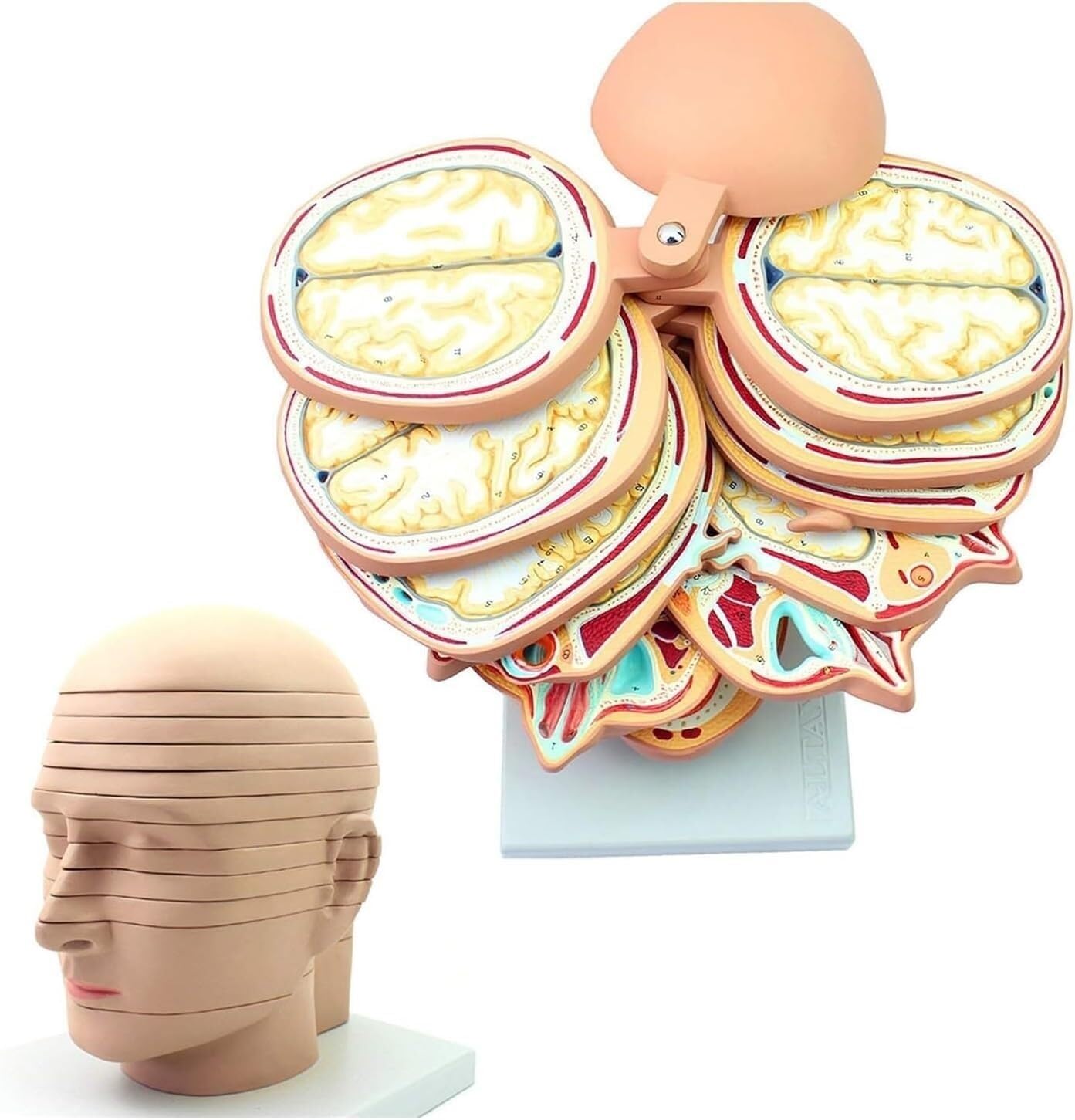 Human Head & Brain Anatomy Model