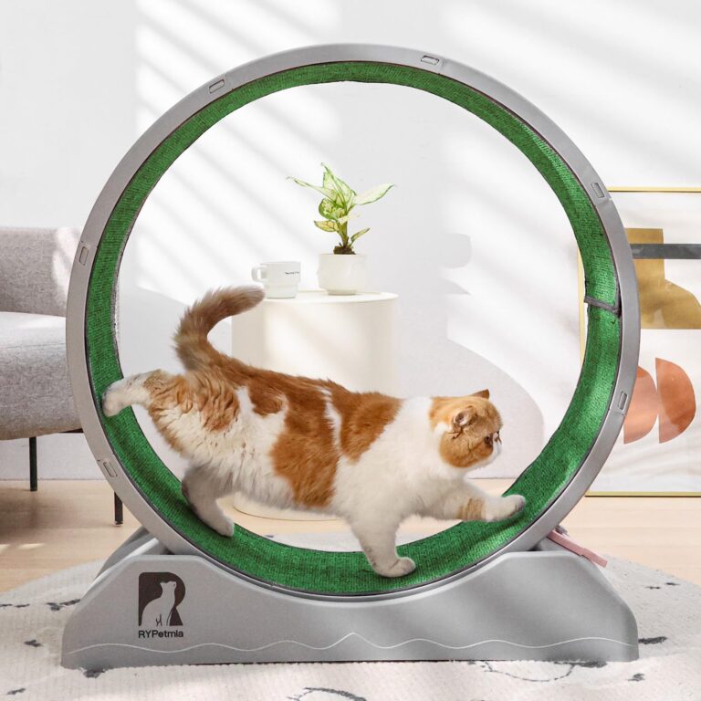 Cat Exercise Wheel with Carpeted Runway