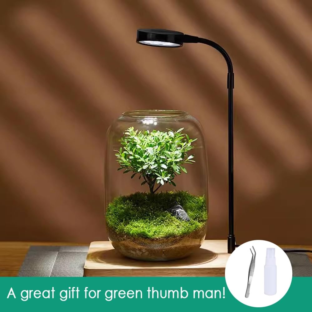 LED Glass Plant Terrarium