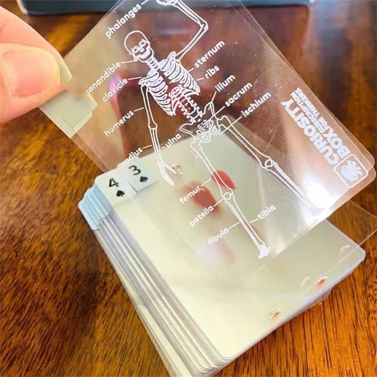 The 3D Human Anatomy Body Deck Cards